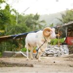 Domba Garut merupakan salah satu ikon bagi Kabupaten Garut, Jawa Barat. Domba Garut adalah persilangan segitiga jenis domba (foto shutterstock) Domba Garut merupakan salah satu ikon bagi Kabupaten Garut, Jawa Barat. Domba Garut adalah persilangan segitiga jenis domba (foto shutterstock)