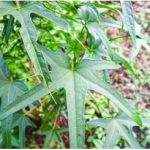 daun gedi bermanfaat untuk kesehatan tubuh (foto shutterstock) daun gedi bermanfaat untuk kesehatan tubuh (foto shutterstock)