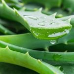 Lidah buaya mampu mengobati luka di lambug akibat maag (foto shutterstock) Lidah buaya mampu mengobati luka di lambug akibat maag (foto shutterstock)