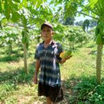 Iri Tarsudin membudidayakan buah pepaya di kebunnya Iri Tarsudin membudidayakan buah pepaya di kebunnya