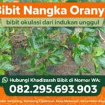 Bibit nangka oranye Bibit nangka oranye