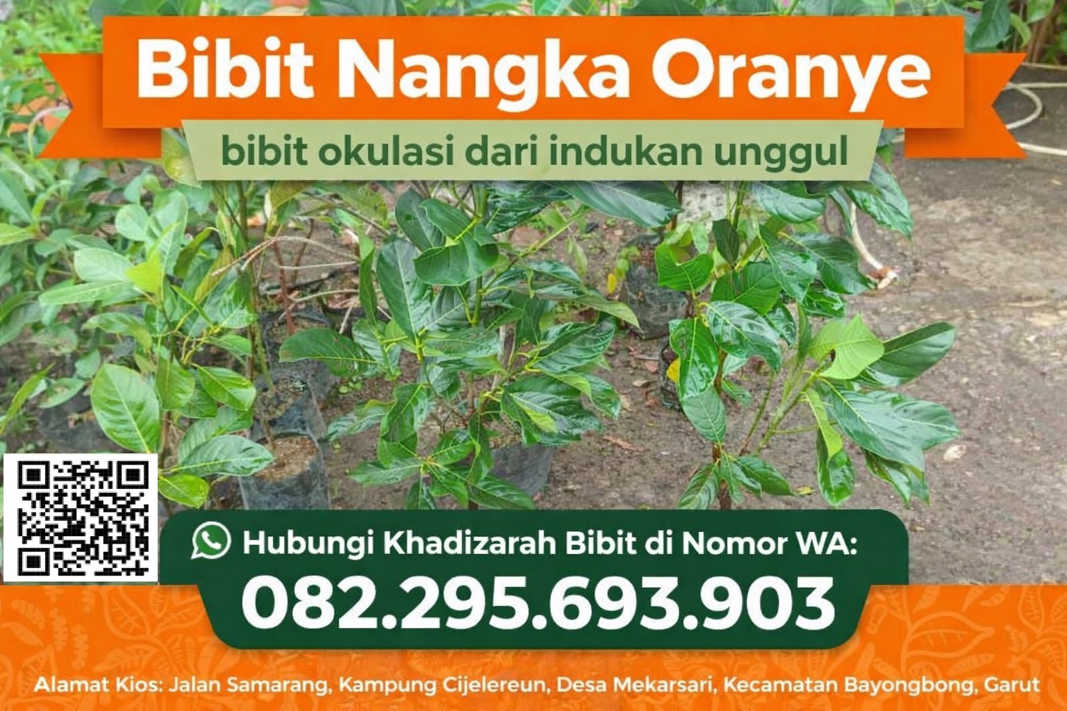Bibit nangka oranye