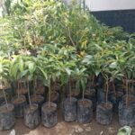 bibit buah alpukat di kios Khadizarah Bibit bibit buah alpukat di kios Khadizarah Bibit