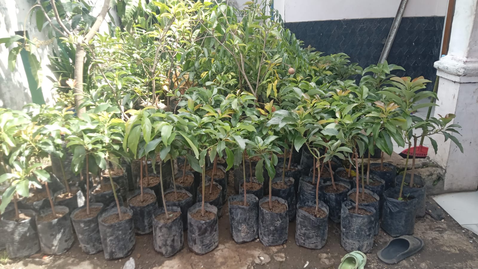 bibit buah alpukat di kios Khadizarah Bibit