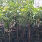 Bibit Alpukat Aligator ukuran kecil di kios Khadizarah Bibit Bibit Alpukat Aligator ukuran kecil di kios Khadizarah Bibit