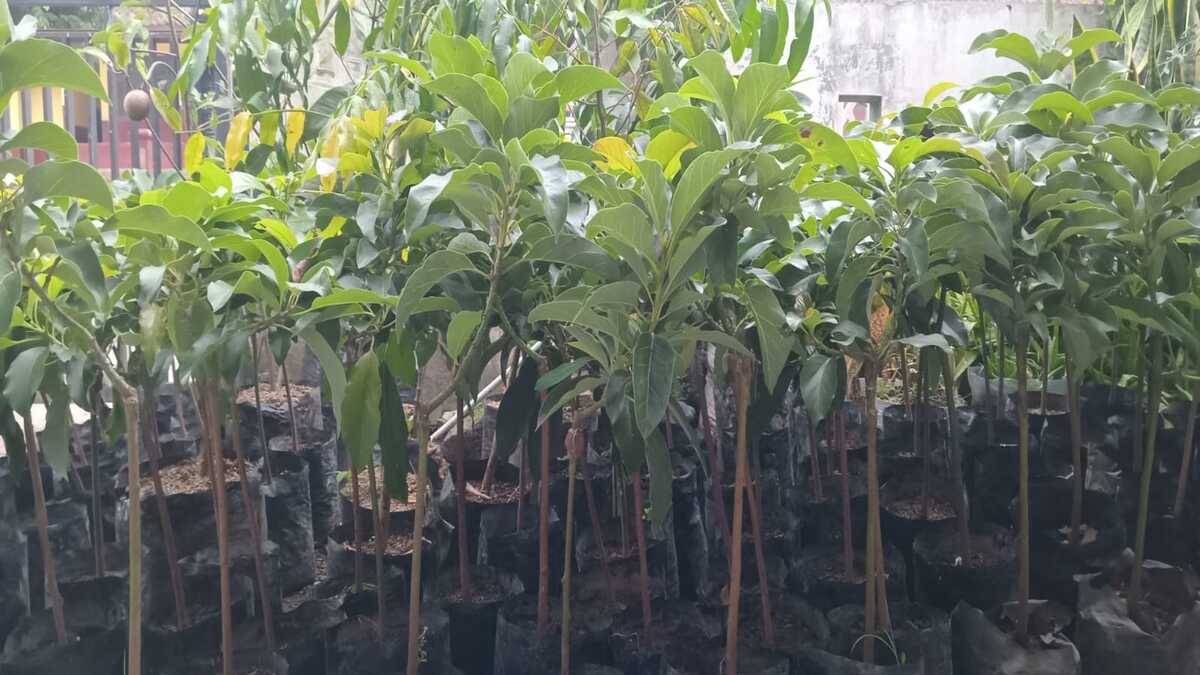 Bibit Alpukat Aligator ukuran kecil di kios Khadizarah Bibit