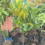bibit nangka si Madu J33 di Kios Khadizarah Bibit