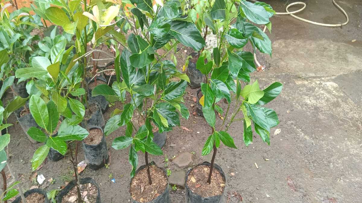 Bibit Nangka dan aneka buah lainnya di Khadizarah Bibit Bibit Nangka dan aneka buah lainnya di Khadizarah Bibit