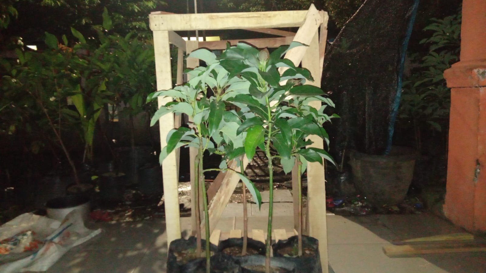 Kios Khadizarah Bibit bersiap packing bibit alpukat aligator