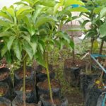 bibit alpukat di kios Khadizarah Bibit bibit alpukat di kios Khadizarah Bibit