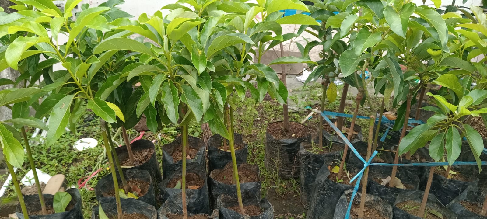 bibit alpukat di kios Khadizarah Bibit