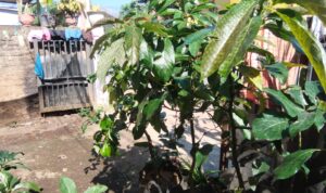 IMG-20260611-WA0043